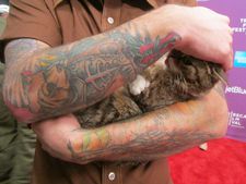 Lil Bub in Mike Bridavsky's arms on the Tribeca Film Festival red carpet at the world premiere for Lil Bub & Friendz